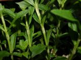 Dianthus barbatus