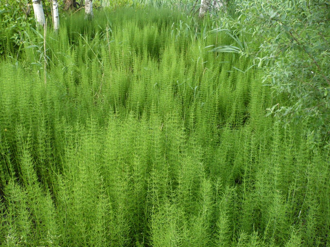 Изображение особи Equisetum fluviatile.