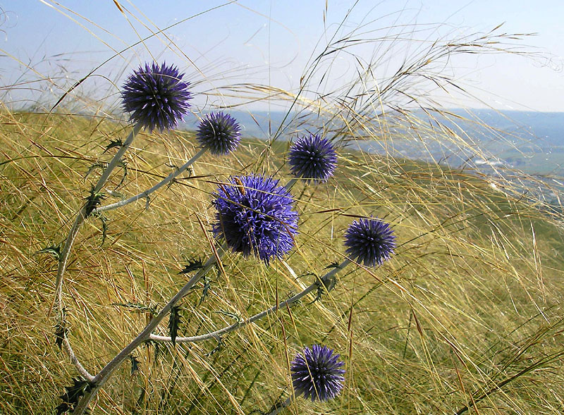 Изображение особи Echinops tataricus.