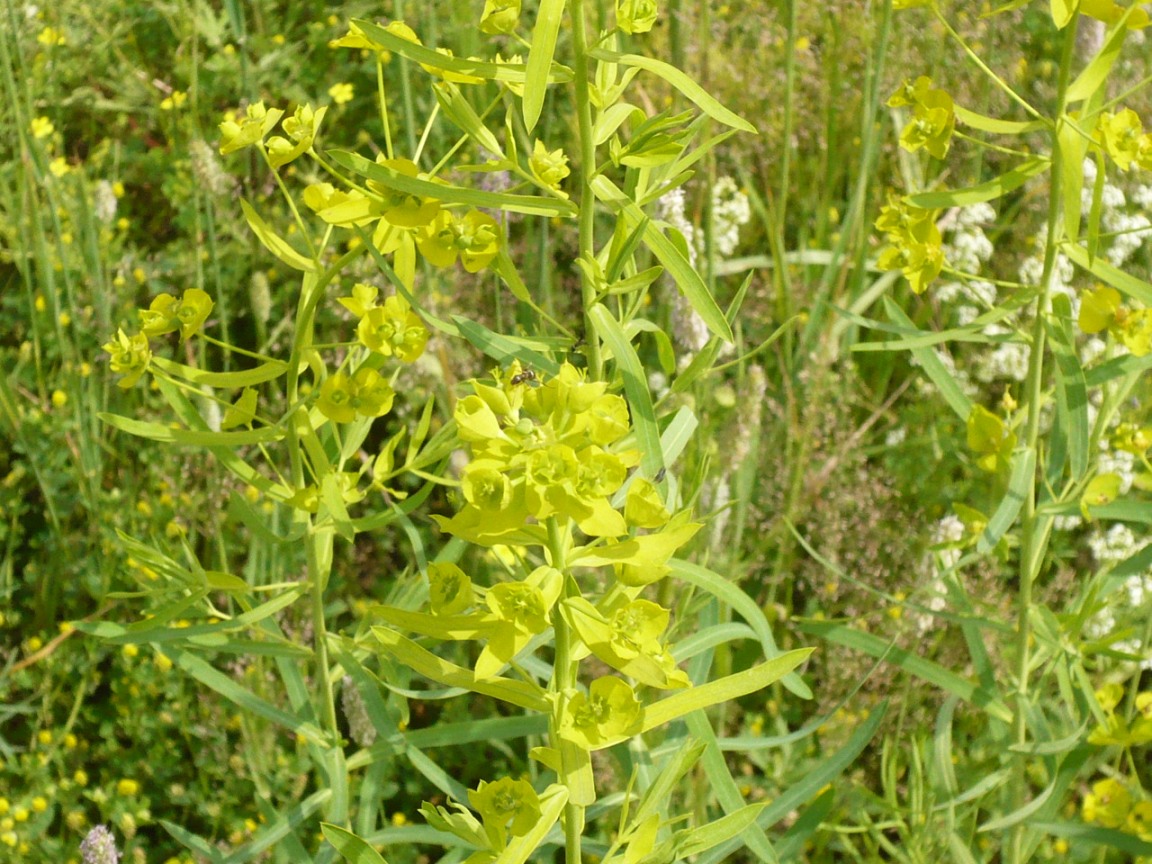 Image of Euphorbia virgata specimen.