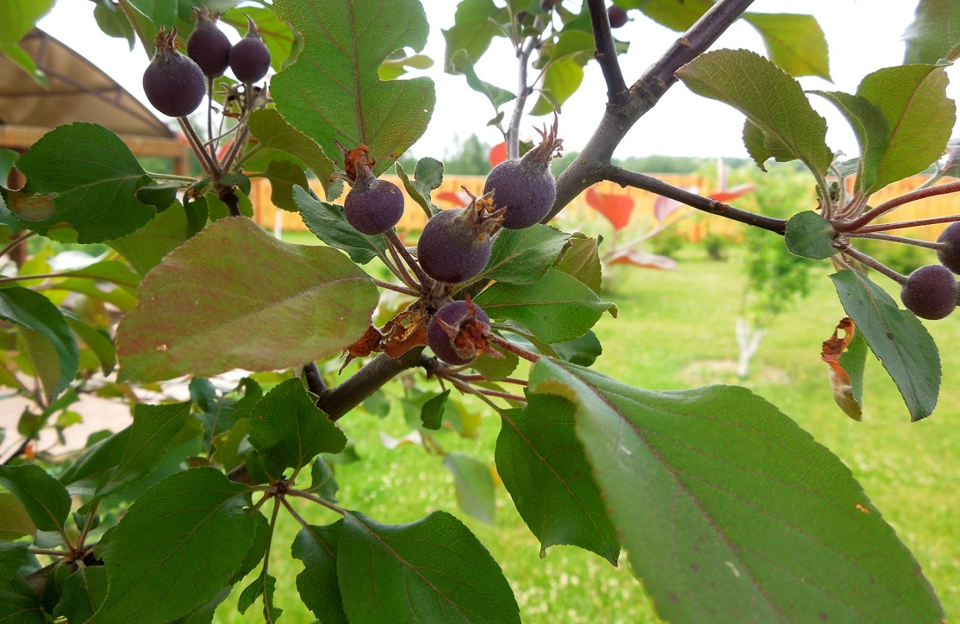 Image of genus Malus specimen.