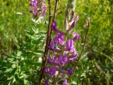 Oxytropis campanulata