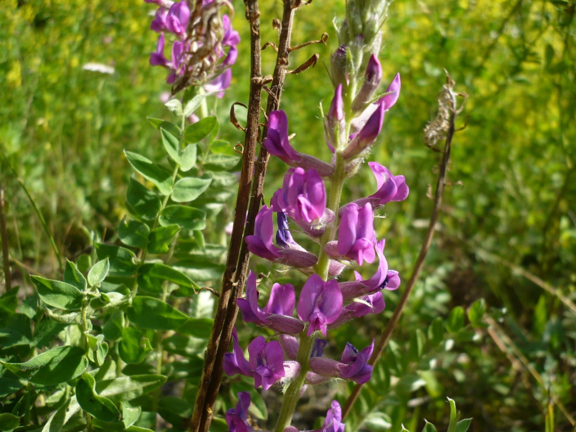 Изображение особи Oxytropis campanulata.