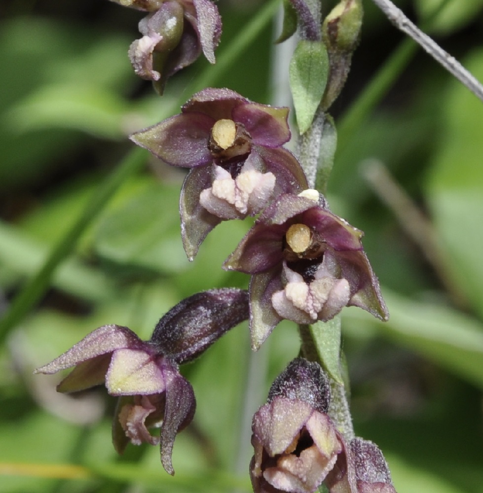 Изображение особи Epipactis atrorubens.