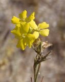 Syrenia montana