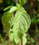 Mentha pulegium