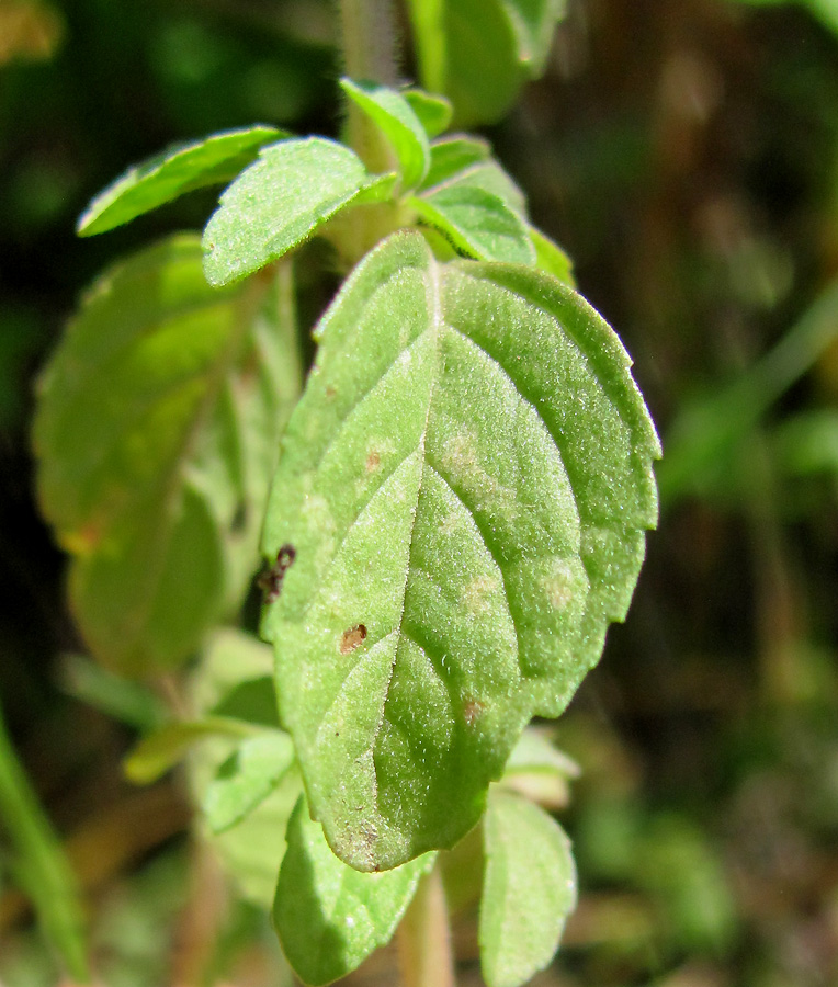 Изображение особи Mentha pulegium.