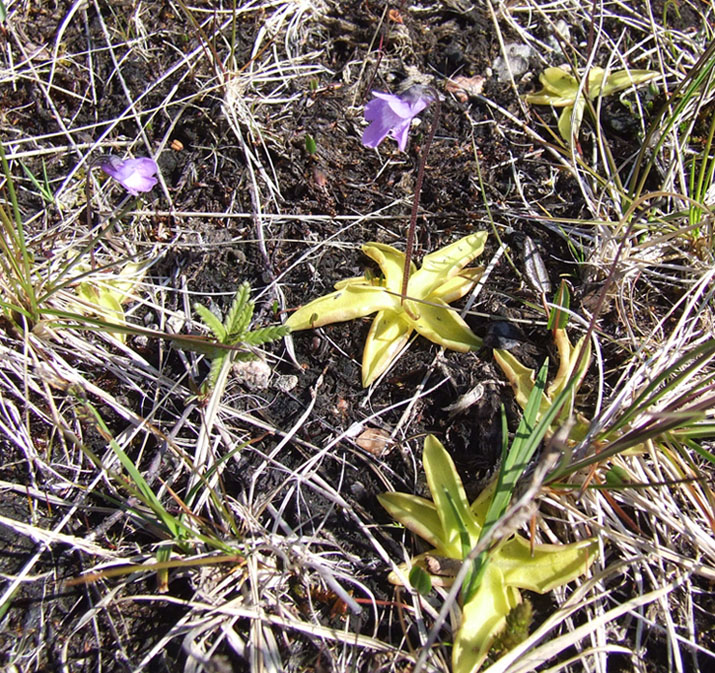 Image of Pinguicula vulgaris specimen.