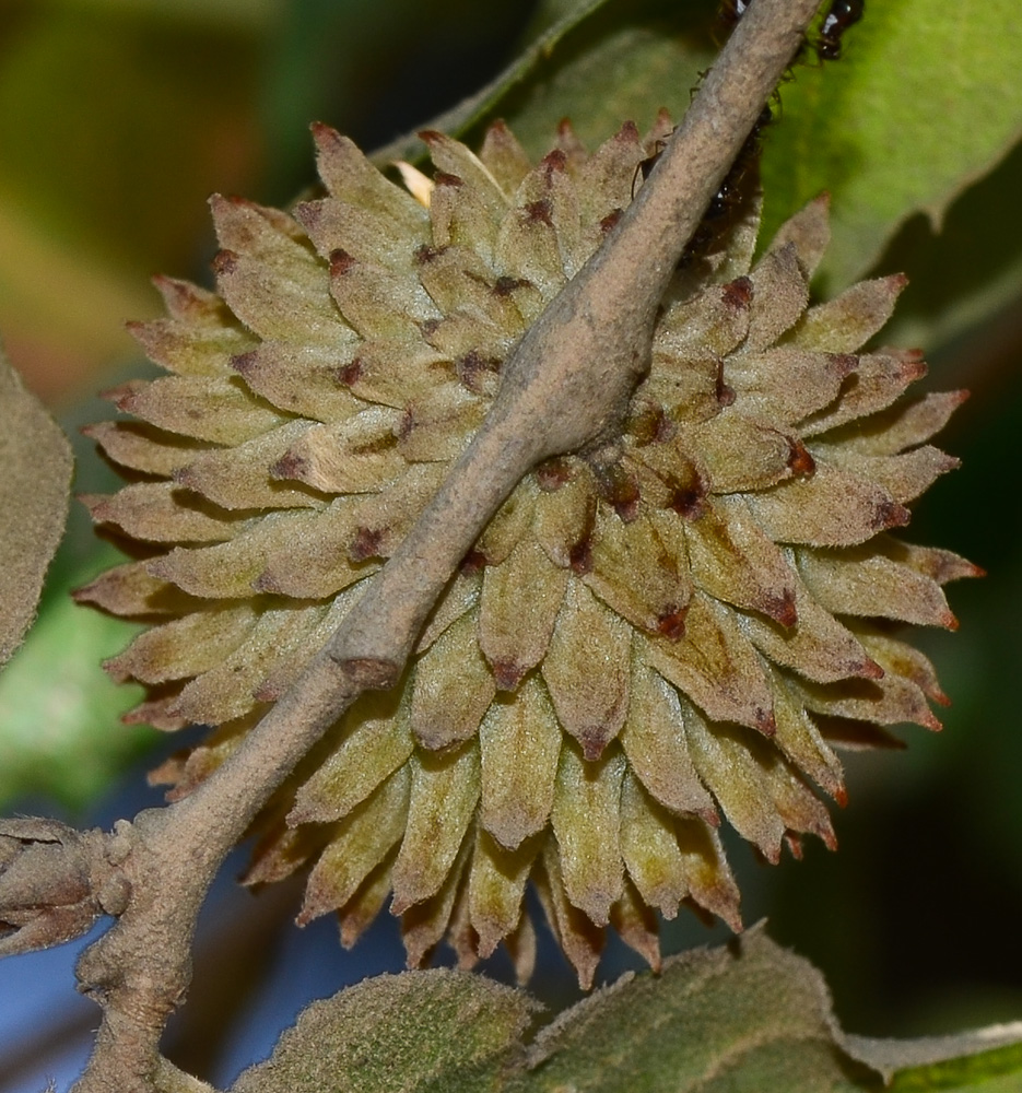 Изображение особи Quercus ithaburensis.