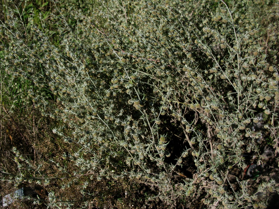 Изображение особи Artemisia jacutica.