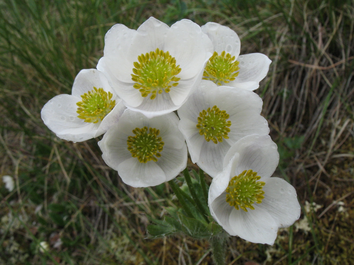 Изображение особи Anemonastrum crinitum.