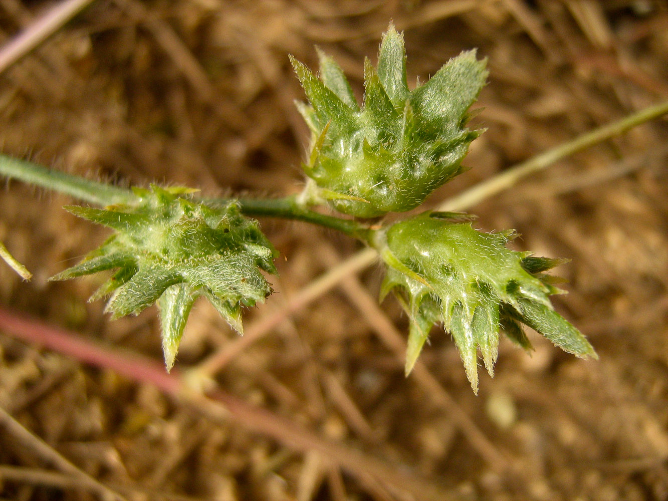 Image of Onobrychis squarrosa specimen.