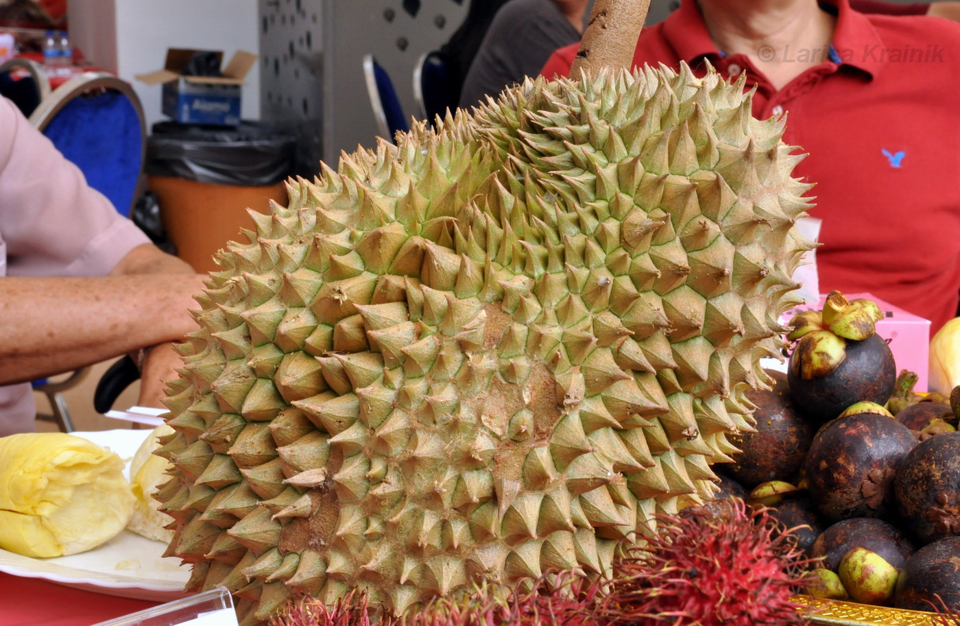Image of Durio zibethinus specimen.