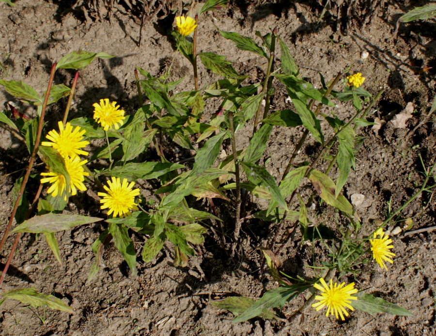 Image of genus Hieracium specimen.