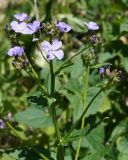 Hesperis matronalis. Верхушка растения с зацветающим соцветием. Краснодарский край, Черноморское побережье Кавказа, окрестности Геленджика, территория Верхнего парка сафари, склон. 05.05.2013.