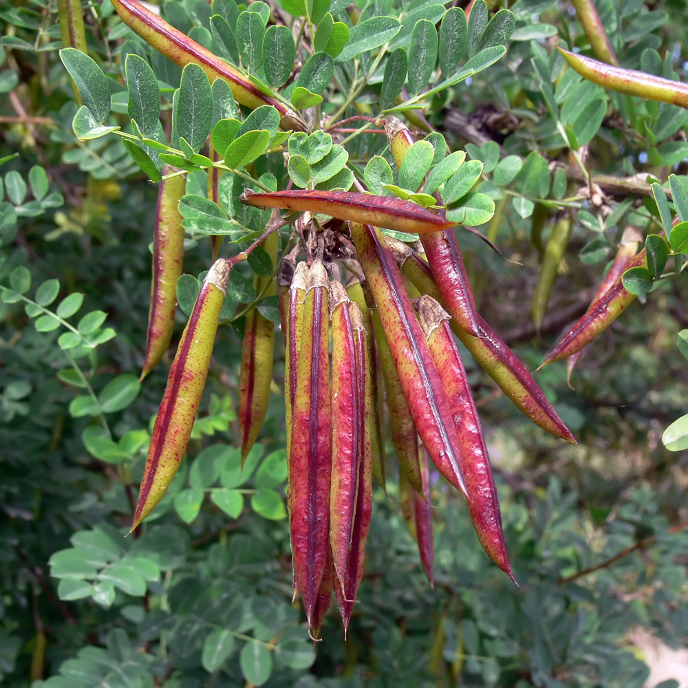 Изображение особи Caragana arborescens.