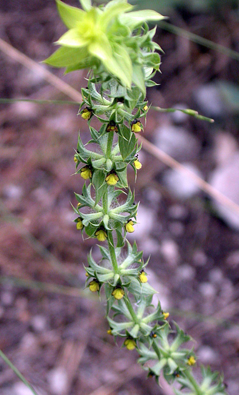 Image of Sideritis montana specimen.