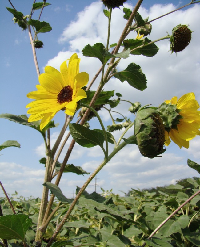 Изображение особи Helianthus lenticularis.