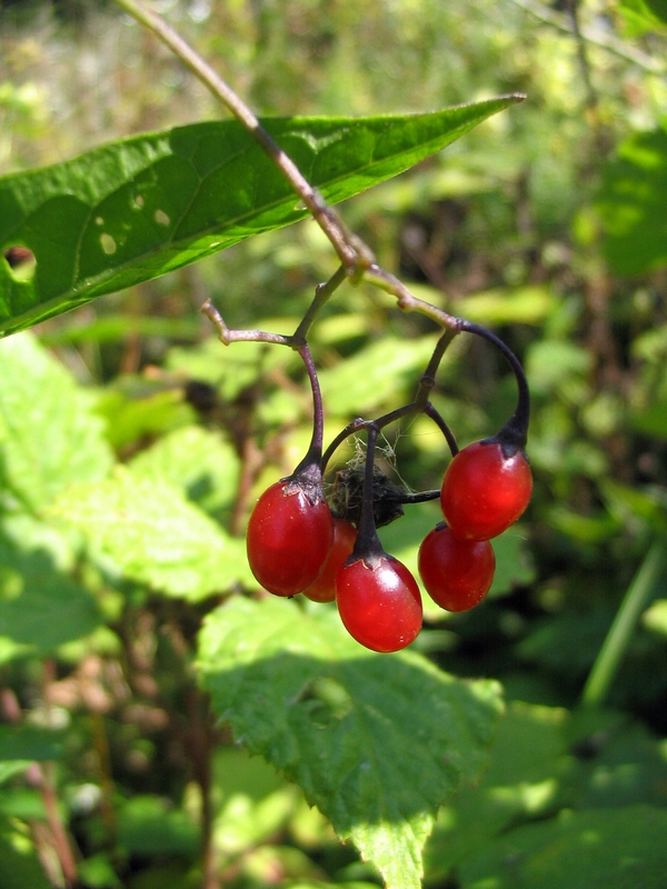 Image of Solanum dulcamara specimen.