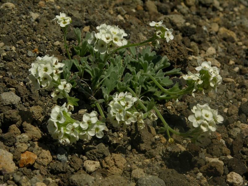 Image of Ermania parryoides specimen.