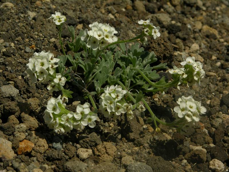 Image of Ermania parryoides specimen.