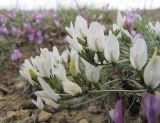 Astragalus subuliformis