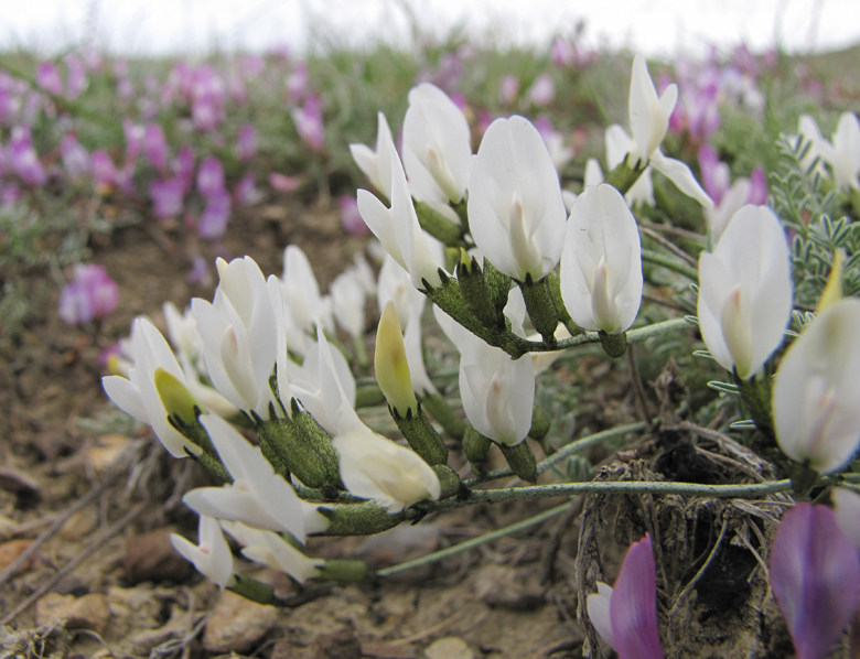 Изображение особи Astragalus subuliformis.