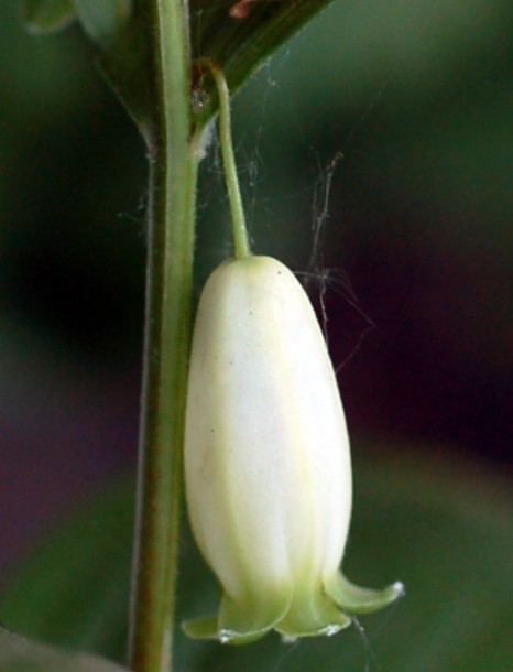 Изображение особи Polygonatum humile.