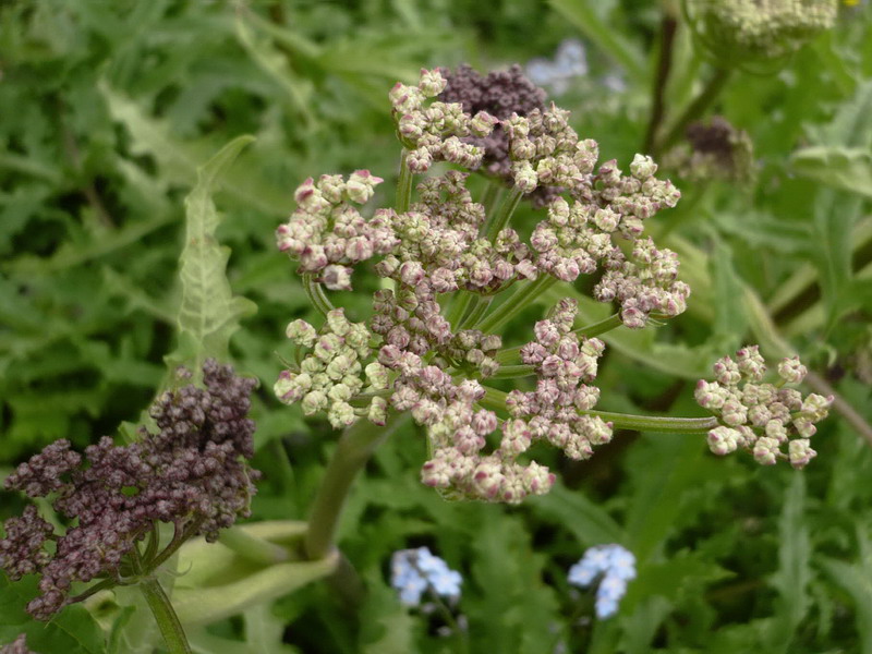 Image of Heracleum freynianum specimen.