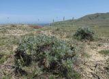 Astragalus arnacantha