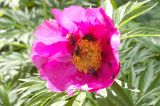 Paeonia anomala