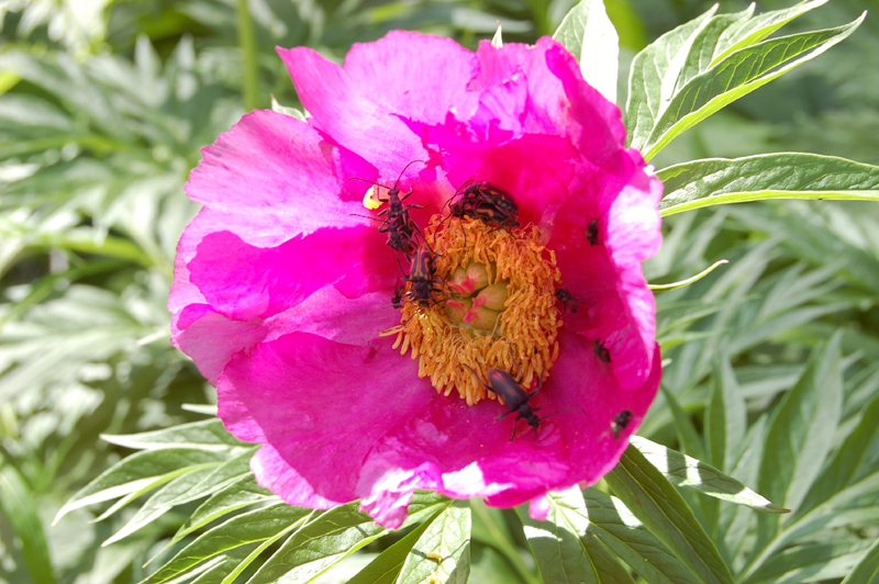 Изображение особи Paeonia anomala.