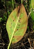 Alisma plantago-aquatica