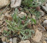 Papaver olchonense