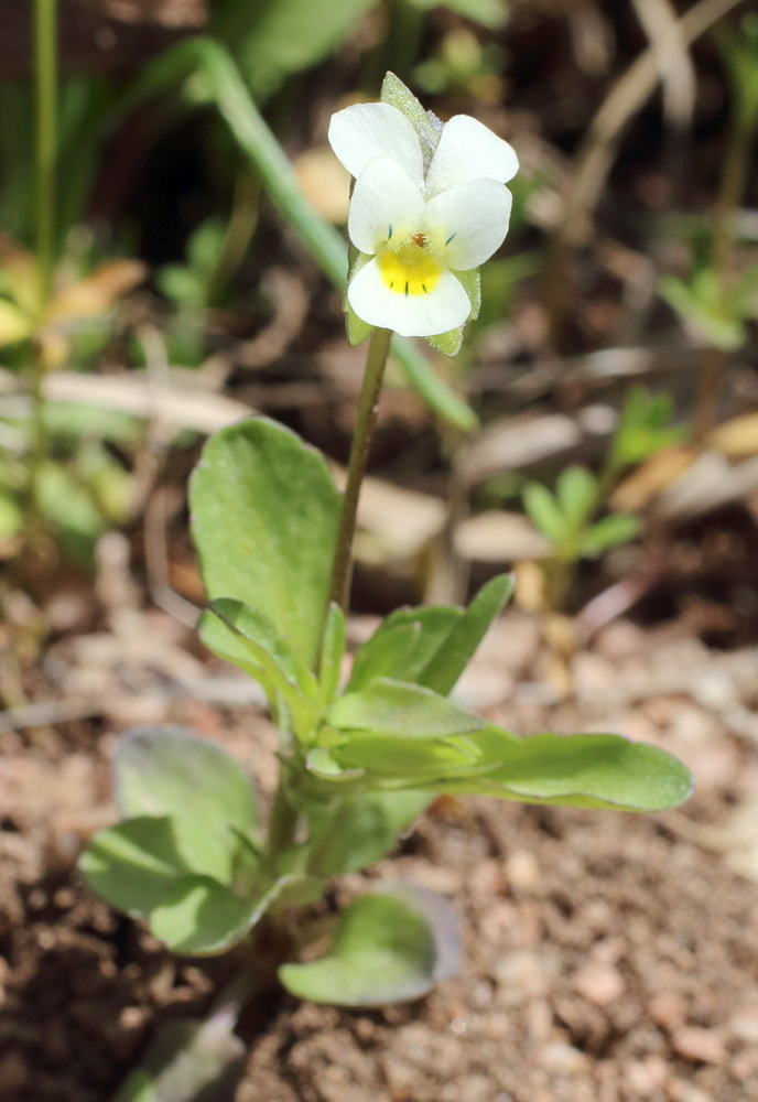 Изображение особи Viola occulta.