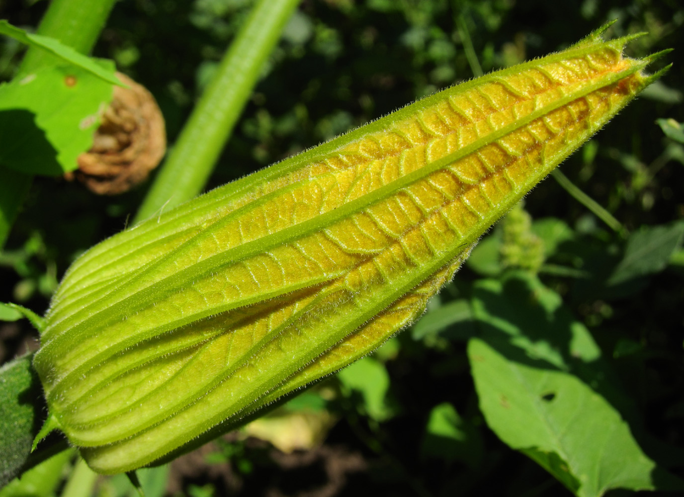 Изображение особи Cucurbita pepo.