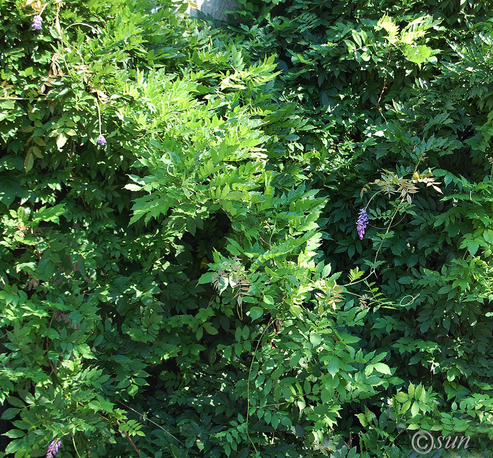 Image of Wisteria sinensis specimen.