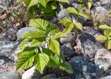 Rubus saxatilis