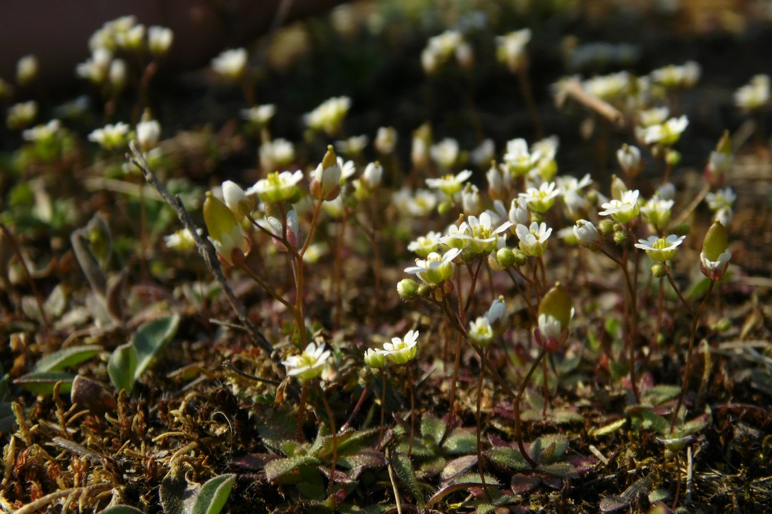 Изображение особи Erophila verna.