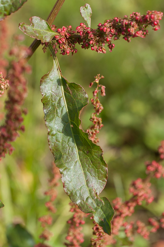 Изображение особи Rumex sylvestris.