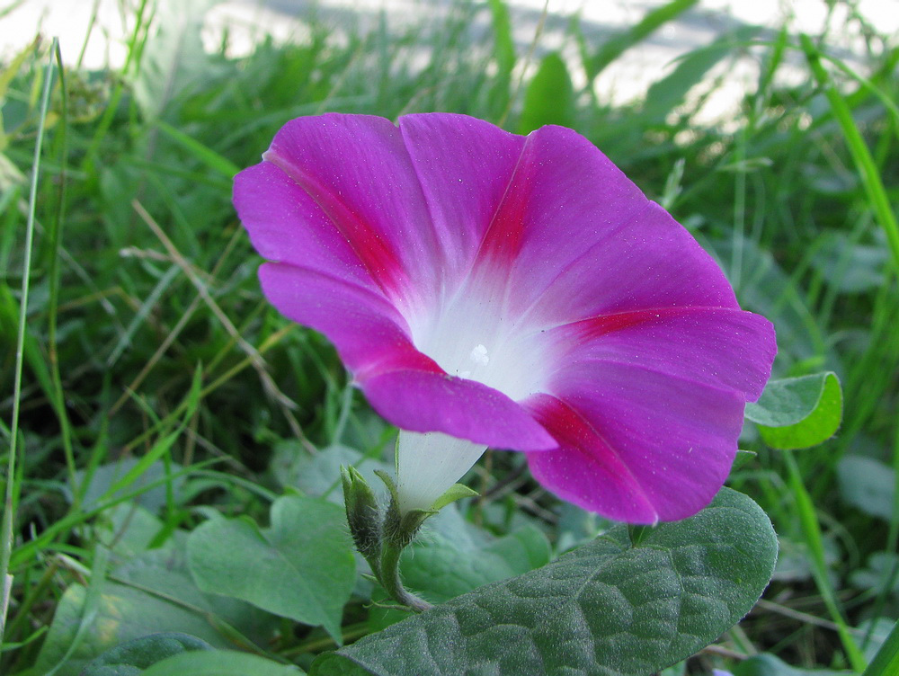 Изображение особи Ipomoea purpurea.