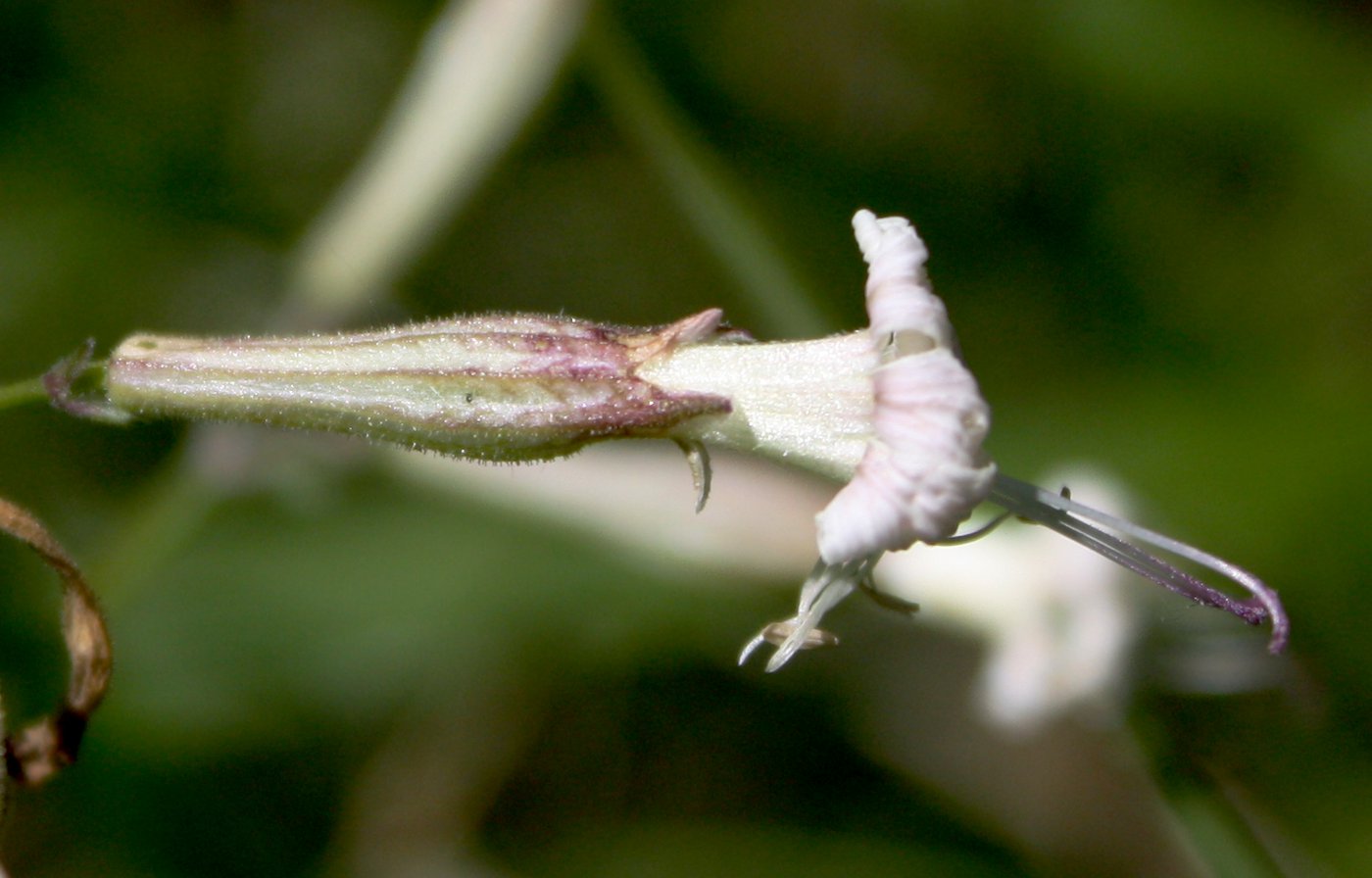 Изображение особи Silene nemoralis.