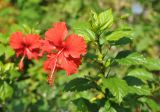 Hibiscus rosa-sinensis. Верхушка побега с цветком. Андаманские острова, остров Нил, в культуре. 02.01.2015.