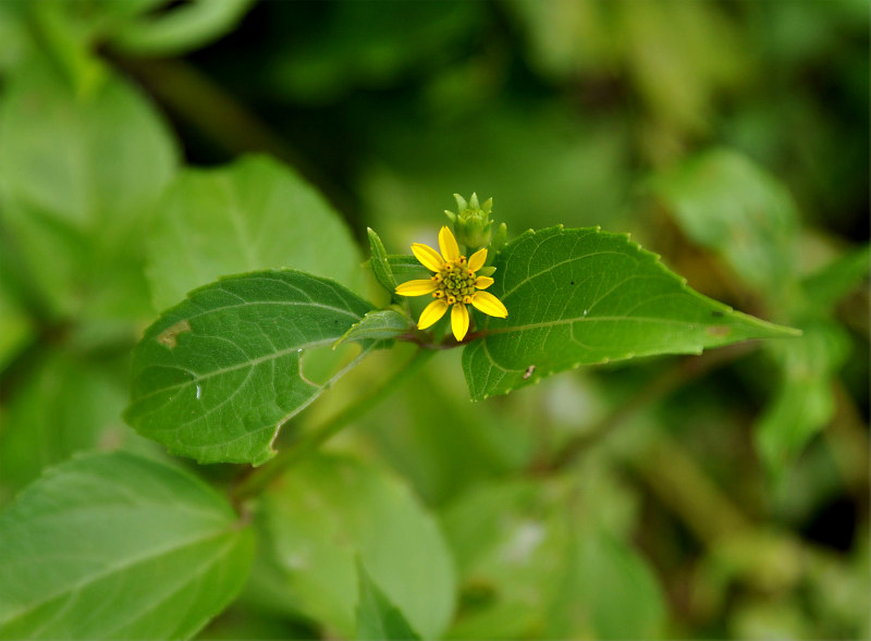 Image of Melanthera biflora specimen.