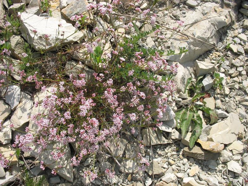 Изображение особи Asperula supina.