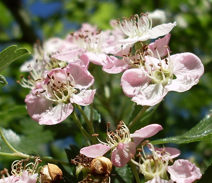 Image of genus Crataegus specimen.