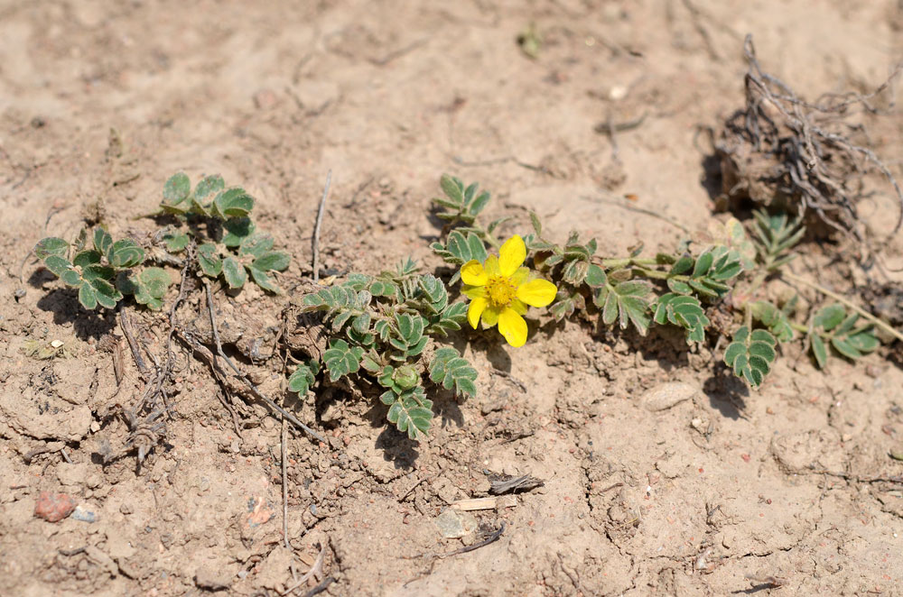 Изображение особи Potentilla moorcroftii.