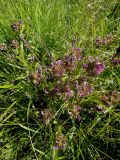 Pedicularis resupinata