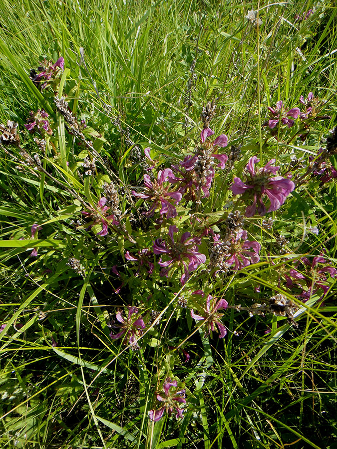 Image of Pedicularis resupinata specimen.