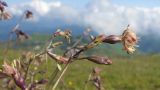 Silene saxatilis